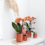 Bolzano orchidee oranje
